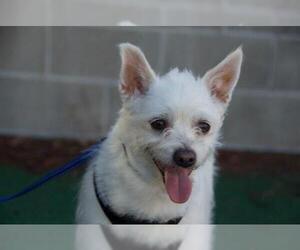 Parson Russell Terrier-Unknown Mix Dogs for adoption in Santa Clara, CA, USA