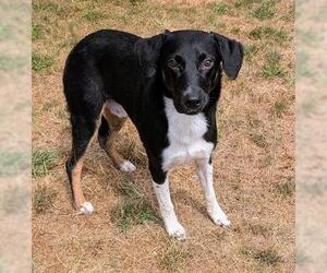 Sheprador Dogs for adoption in Akron, OH, USA