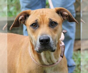 American Pit Bull Terrier-Black Mouth Cur Mix Dogs for adoption in Lovingston, VA, USA