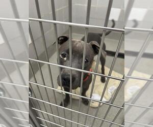 American Pit Bull Terrier-Unknown Mix Dogs for adoption in Las Vegas, NV, USA