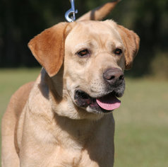 Labrador Retriever Dogs for adoption in North Fort Myers, FL, USA
