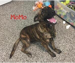 Mutt Dogs for adoption in Kendallville, IN, USA
