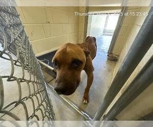 American Pit Bull Terrier-Unknown Mix Dogs for adoption in Ocala, FL, USA