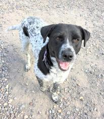 Labrador Retriever-Unknown Mix Dogs for adoption in Washougal, WA, USA