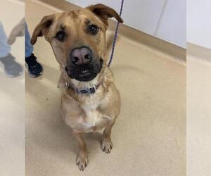 Rhodesian Ridgeback-Unknown Mix Dogs for adoption in Placerville, CA, USA