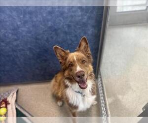 Border Collie-Unknown Mix Dogs for adoption in Fort Collins, CO, USA