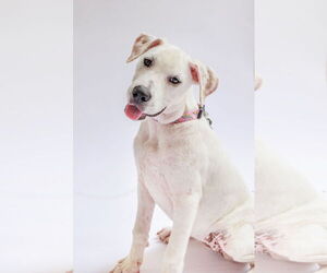 Labrador Retriever-Unknown Mix Dogs for adoption in The Woodlands, TX, USA