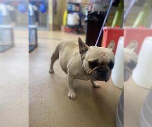 French Bulldog Dogs for adoption in Chula Vista, CA, USA