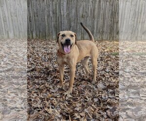 Labrador Retriever-Unknown Mix Dogs for adoption in Munford, TN, USA