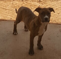 Bullboxer Pit Dogs for adoption in Clinton, OK, USA
