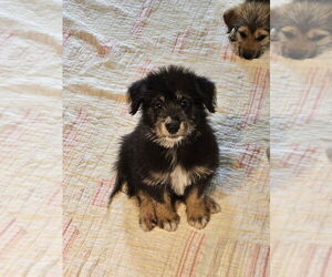 Airedale Terrier-German Shepherd Dog Mix Dogs for adoption in Lakewood, CO, USA