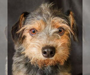 Mutt Dogs for adoption in Albuquerque, NM, USA