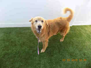 Golden Retriever-Unknown Mix Dogs for adoption in Naples, FL, USA