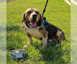 Beagle Dogs for adoption in Potomac, MD, USA