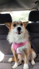 Cairn Corgi Dogs for adoption in Missouri City, TX, USA