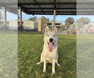 Siberian Husky Dogs for adoption in Riverside, CA, USA