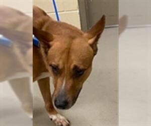 German Shepherd Dog-Unknown Mix Dogs for adoption in Sanford, FL, USA