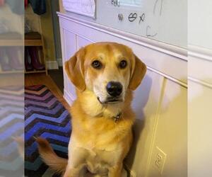 Great Pyrenees-Retriever  Mix Dogs for adoption in Fredericksburg, VA, USA