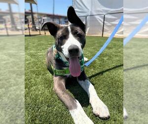 American Pit Bull Terrier Dogs for adoption in Chula Vista, CA, USA