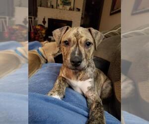 Catahoula Leopard Dog-Mountain Cur Mix Dogs for adoption in Seahurst, WA, USA