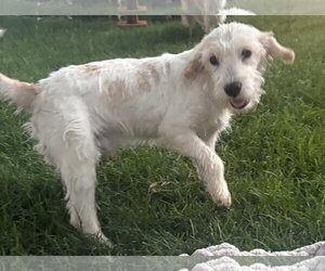 Mutt Dogs for adoption in Sandy, UT, USA