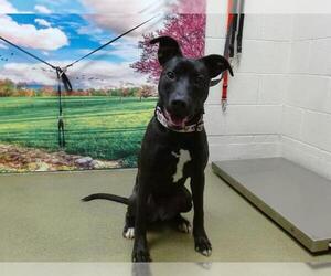 American Pit Bull Terrier-Unknown Mix Dogs for adoption in Moreno Valley, CA, USA