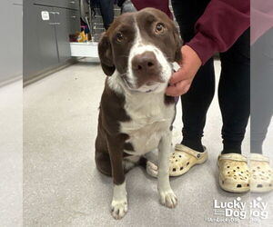 Lab-Pointer Dogs for adoption in Washington, DC, USA