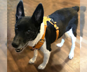 Rat Terrier Dogs for adoption in Dripping Springs, TX, USA