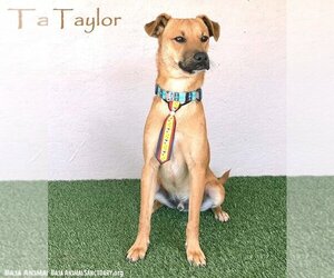 Chinook-Unknown Mix Dogs for adoption in San Diego, CA, USA