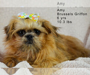 Brussels Griffon Dogs for adoption in Bon Carbo, CO, USA