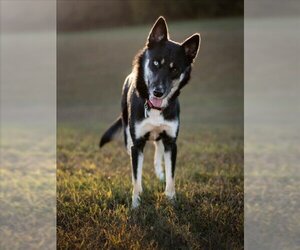 Siberian Husky Dogs for adoption in Forestville, MD, USA