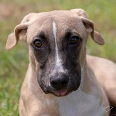 Small American Pit Bull Terrier