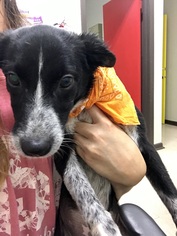 Border Collie Dogs for adoption in Bryan, TX, USA