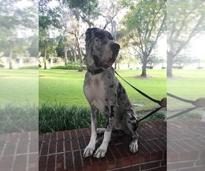 Great Dane Dogs for adoption in Sanford, FL, USA
