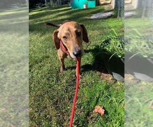 Plott Hound Dogs for adoption in Greenbelt, MD, USA