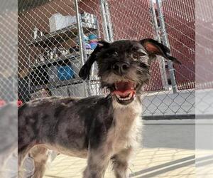 Maltipoo (Miniature) Dogs for adoption in Redlands, CA, USA