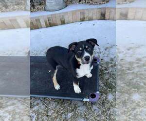 Alaskan Malamute-Unknown Mix Dogs for adoption in Oak Bluffs, MA, USA