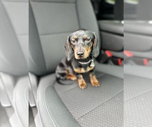 Dachshund Dogs for adoption in Lebanon, PA, USA