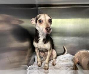 Chihuahua-Unknown Mix Dogs for adoption in Grand Prairie, TX, USA