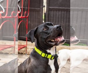 American Pit Bull Terrier-Labrador Retriever Mix Dogs for adoption in Cedar Rapids, IA, USA