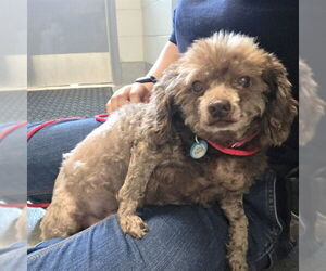 Poodle (Miniature) Dogs for adoption in Waterford, VA, USA