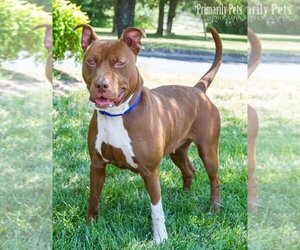 American Pit Bull Terrier-Unknown Mix Dogs for adoption in Hendersonville, TN, USA