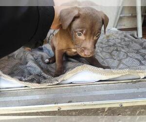 Staffordshire Bull Terrier-Unknown Mix Dogs for adoption in Houston, TX, USA