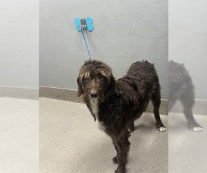 Poodle (Standard)-Unknown Mix Dogs for adoption in Las Vegas, NV, USA