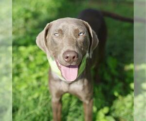 American Staffordshire Terrier-Unknown Mix Dogs for adoption in San Antonio, TX, USA