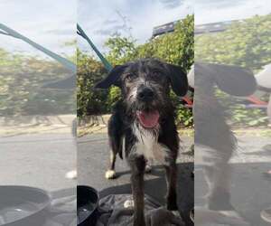 Mutt Dogs for adoption in Greenville, SC, USA