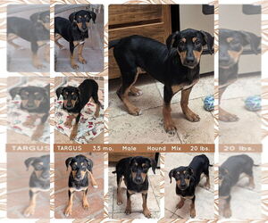 Mutt Dogs for adoption in Mesa, AZ, USA