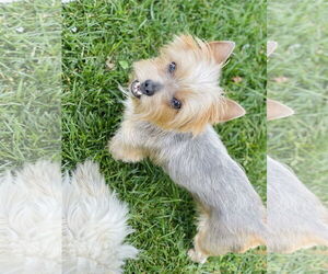 Mutt Dogs for adoption in Winter, WI, USA