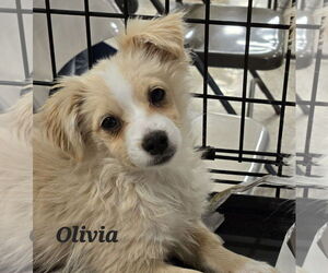 Maltipoo Dogs for adoption in Phelan, CA, USA