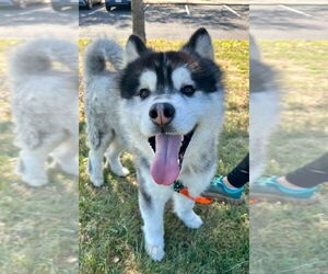 Alaskan Malamute Dogs for adoption in Lawrenceville, NJ, USA